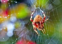 Известная народная примета, почему нельзя убивать пауков: нужно ли придерживаться