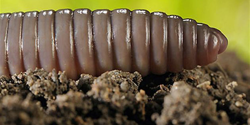 Сегмент дождевого червя. Аляскинский бычий червяк. Сегментировать туловища дождевого червя. Сегменты червя. Сегментация дождевого червя.